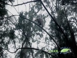 人与自然 《人与自然》 20161031 爪哇小精灵（上）
