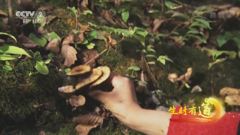 生财有道 《生财有道》 20221111 咱们家乡有特产——跑山忙 煎饼香 长白深处产业旺