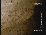 动物世界 《动物世界》 20130522 最美丽的地球家园（一）