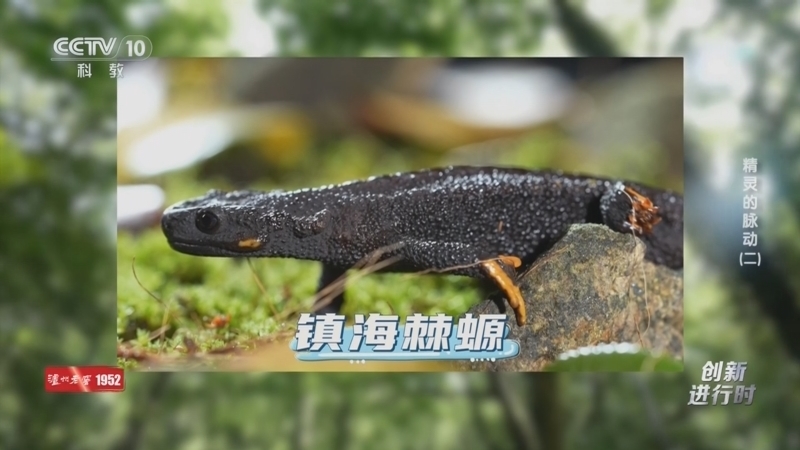 《创新进行时》 20260408 国际珍稀动物保护日·精灵的脉动（二）