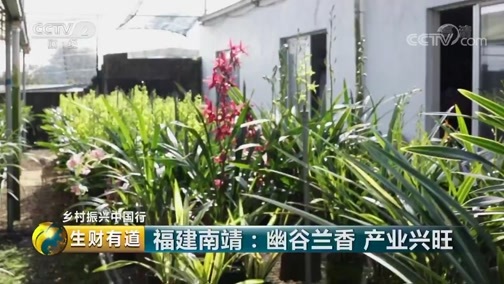 生财有道 《生财有道》 20190220 福建南靖：幽谷兰香 产业兴旺
