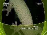 走近科学 《走近科学》 20160726 药材新说之绝壁上的大壁虎