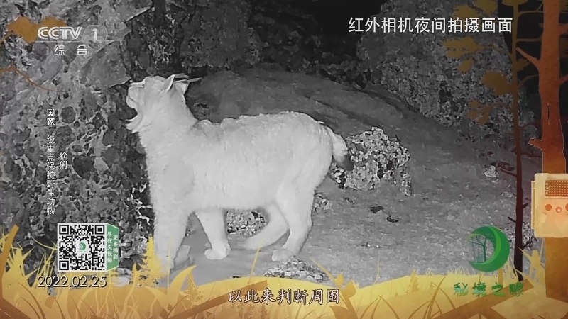 秘境之眼 《秘境之眼》 雪豹/棕熊/猞猁/兔狲/赤狐 20230520