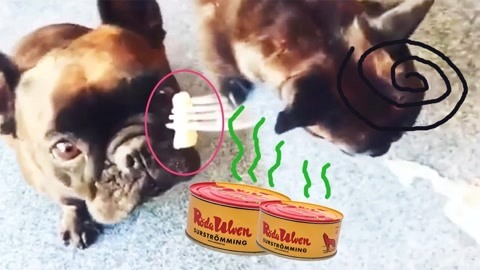 爆笑精选 当汪星人遭遇鲱鱼罐头，这玩意儿狗闻了都想吐！