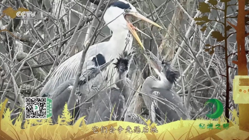 秘境之眼 《秘境之眼》 苍鹭 20230319
