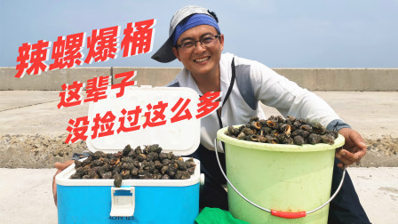 思乡渔夫赶海 渔夫今天发财了，捡螺80斤价值几千块，全是超大“辣螺精”！
