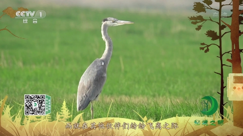 《秘境之眼》 苍鹭 20210717