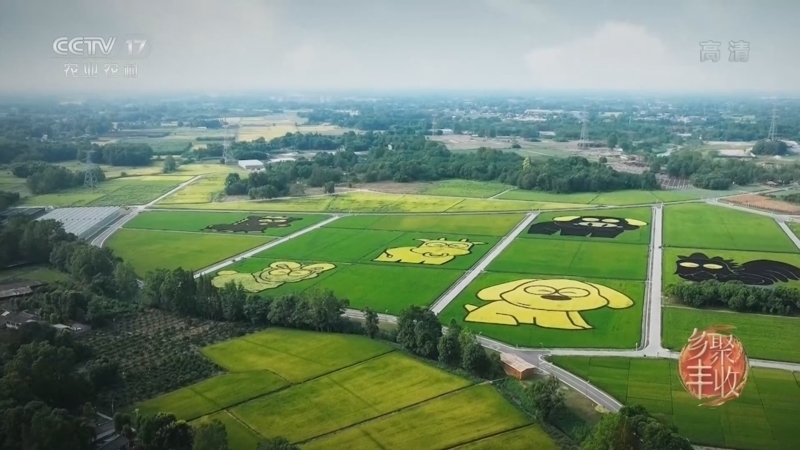 《丰收节的清晨》 20220923 四川