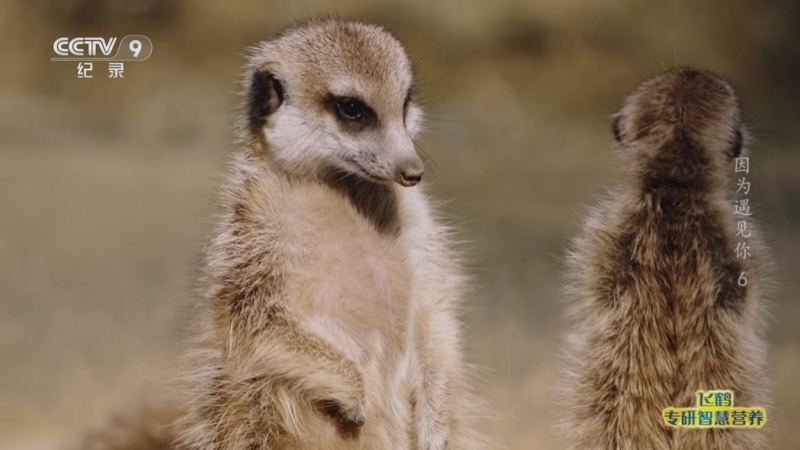 《因为遇见你》 第6集 你真了不起