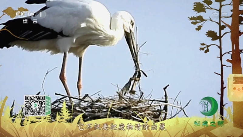 《秘境之眼》 东方白鹳 20211116
