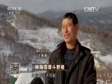 致富经 《致富经》 20160104 林海雪原斗野猪
