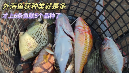 南澳岛赶海日记 彪哥远赴外海捕鱼第二天，渔获种类挺多的，才上6条鱼就5个品种了