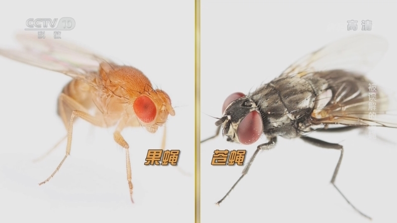 解码科技史 《解码科技史》 20221210 了不起的实验动物——被误解的果蝇
