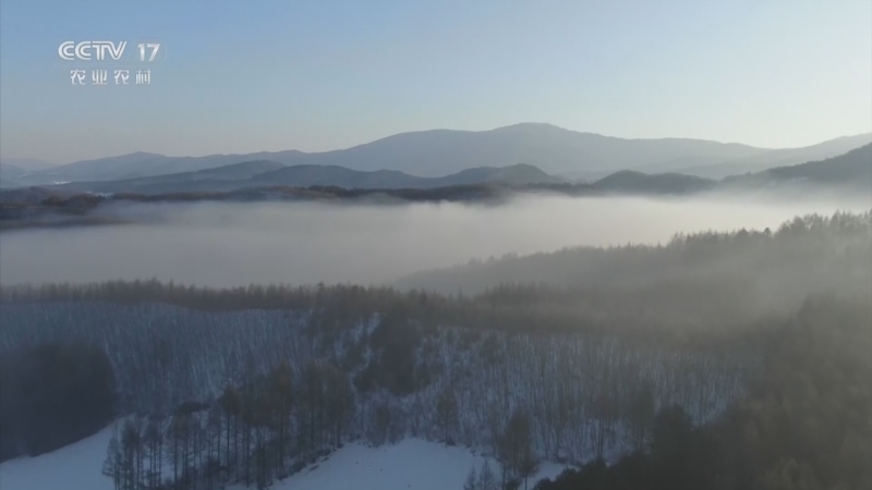 《三农群英汇》 20260113 雪落松塔宴山村