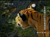 动物世界 动物世界 2010年 第219期