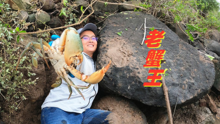思乡渔夫 巨石底下有异样，渔夫看了3天才下定决心盘它，挖出罕见大蟹王