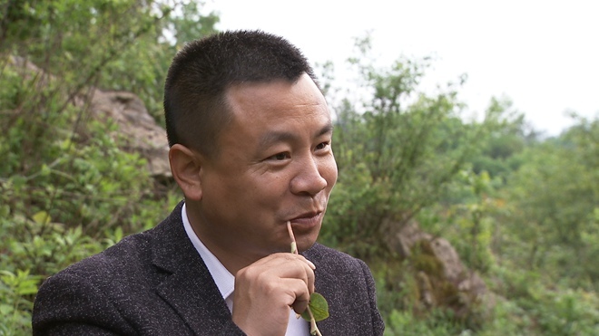 致富经 [致富经]一根怪味草 扯出千万财 20180629