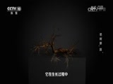 地理中国 《地理中国》 20160918 老树新“肢”