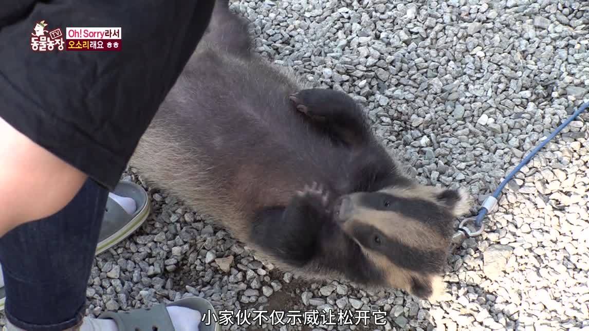 动物农场2020 超强体力