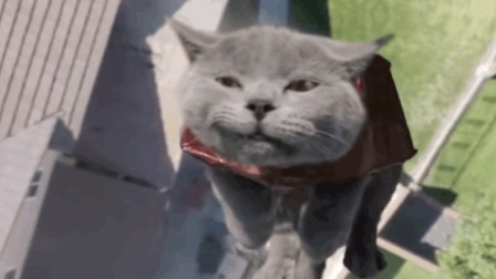 猫男AaronsAnimals 第一季 这只猫咪上天了 主人帮忙改装 居然真的变身钢铁侠实现飞天梦走上猫生巅峰 06