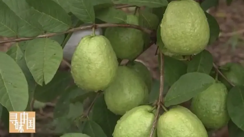 寻味中国 《寻味中国》第20集