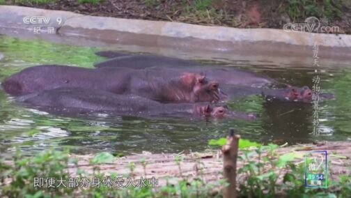 《看夏天》 动物消暑有妙招