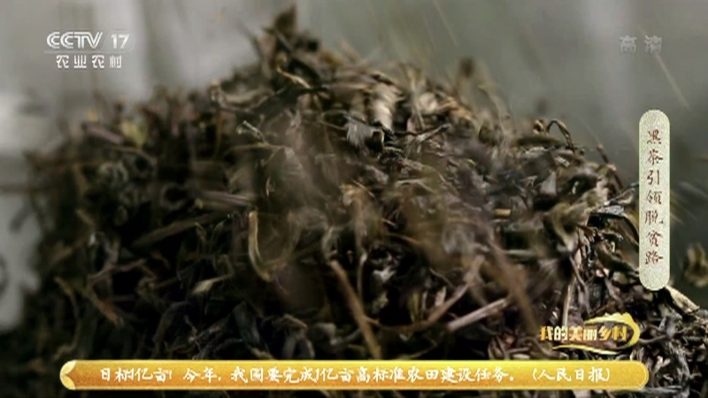 《我的美丽乡村》 20210324 黑茶引领脱贫路