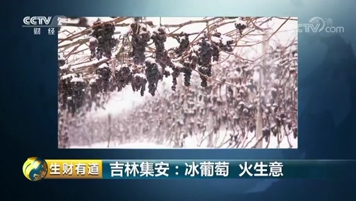 生财有道 《生财有道》 20190123 冰雪经济系列 吉林集安：冰葡萄 火生意