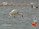 远方的家 《远方的家》长城内外 第171集 黄河与沙漠的交响 20160620