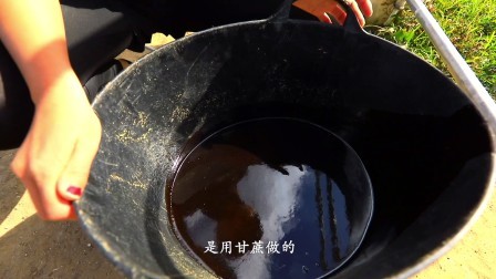 体验牧场生活 品尝牧场牛的食物 原来这么好吃 它们也太幸福了