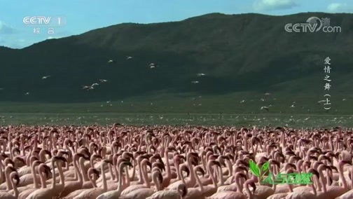 人与自然 《人与自然》 20200108 爱情之舞（上）