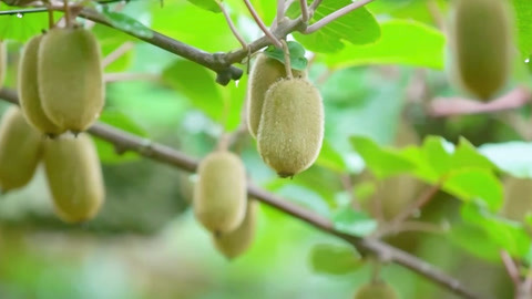 与梦想合拍 猕足珍贵