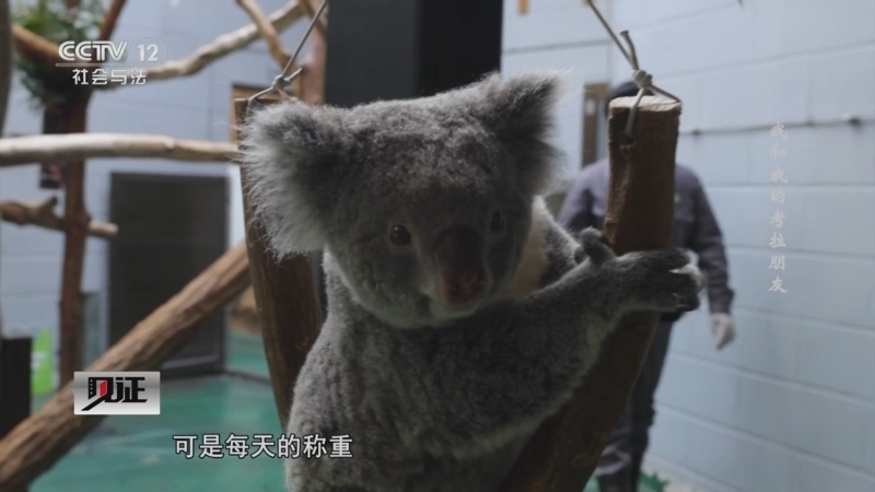 见证 《见证》 20250817 我和我的考拉朋友
