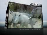 动物世界 动物世界 2011年 第126期