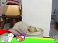 狗狗日记 第71天 白白的桶子