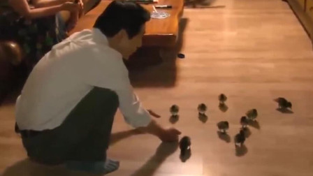 咸鸭蛋孵出了一群小鸭子，每天还要遛
