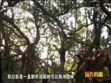 远方的家 《远方的家》特别节目《再见江河》 南渡江 海南母亲河 20150708
