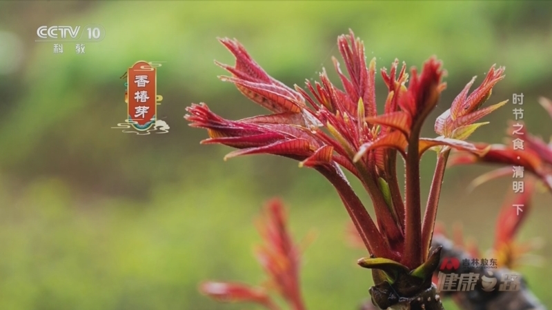 健康之路 《健康之路》 20240406 时节之食·清明（下）