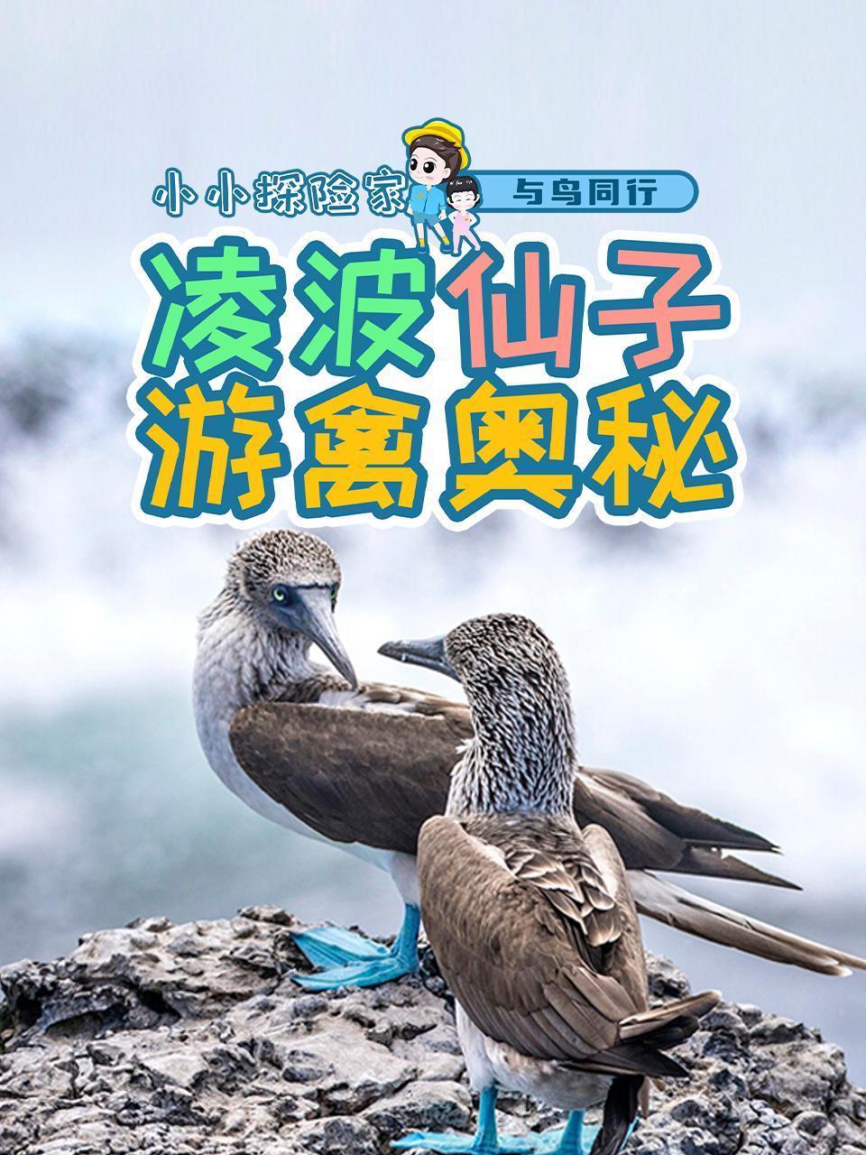 与鸟同行：凌波仙子游禽奥秘