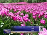 热线12 《热线12》 20180619