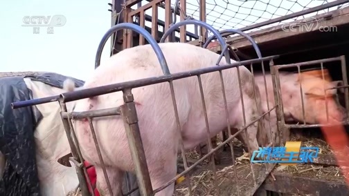 消费主张 《消费主张》 20191224 原产地访价格：猪肉价格为何下降？