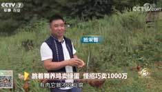 致富经 [致富经]跳着舞养鸡卖绿蛋 怪招巧卖1000万 20180906