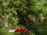 人与自然 《人与自然》 20160314 猴神（下）