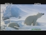 人与自然 《人与自然》 20130227 自然故事 北极熊的夏天-岛上与海上