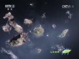 人与自然 《人与自然》 20150506 自然发现：巨龟之岛（一）下