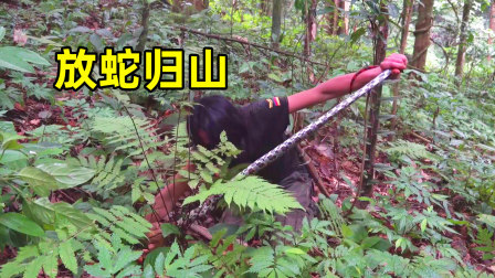 原始丛林人苏门答腊 第二季 东南亚野外生存，在丛林中散步，遇到一条迷路的伙伴