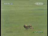 人与自然 豹子的传说 人与自然 20101103