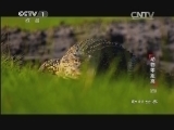 动物世界 《动物世界》 20140809 动物零距离（四）