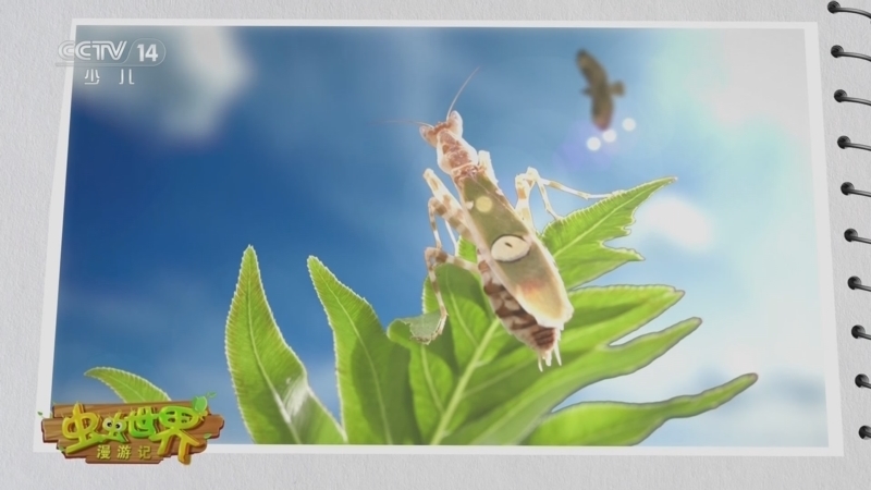 《虫虫世界漫游记》 20240126