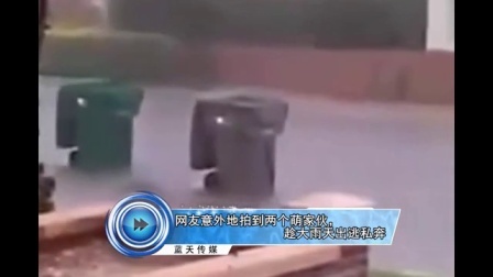 蓝天娱乐快报 2016 7月 网友意外地拍到两个萌家伙 趁大雨天出逃私奔 160704